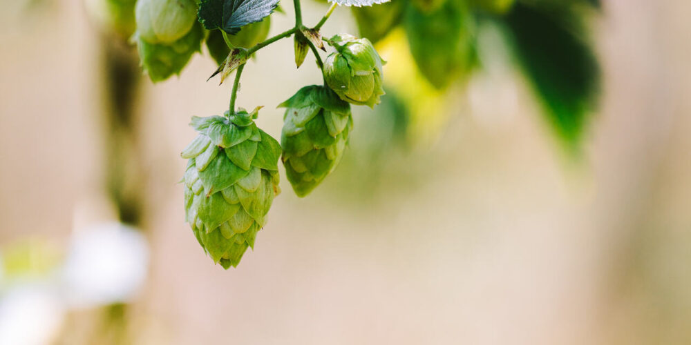 Hops hanging from their bine. Yes, with a "b".